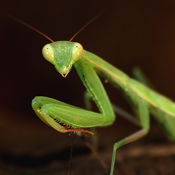 BlaisePhoto fr Photos De Mantes Religieuses